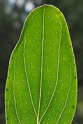Αδενικές κουκκίδες σε ένα φύλλο Hypericum perforatum